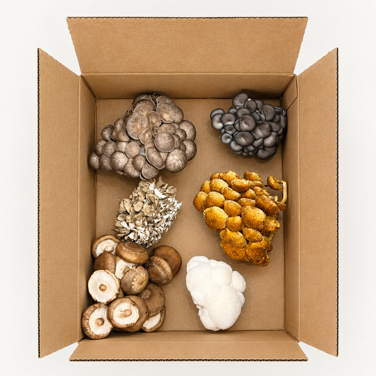 Organic Chef’s Mix Mushroom Box — 5 lb